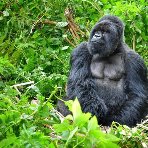 Tourism in Rwanda